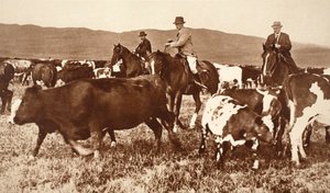 King Edward VIII Rounding Up Cattle in Alberta, Canada, 1920s